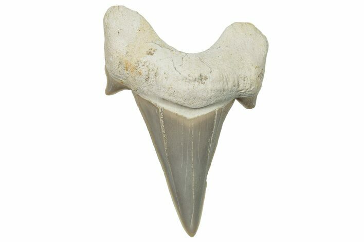 Fossil Shark Tooth (Otodus) - Morocco #248008